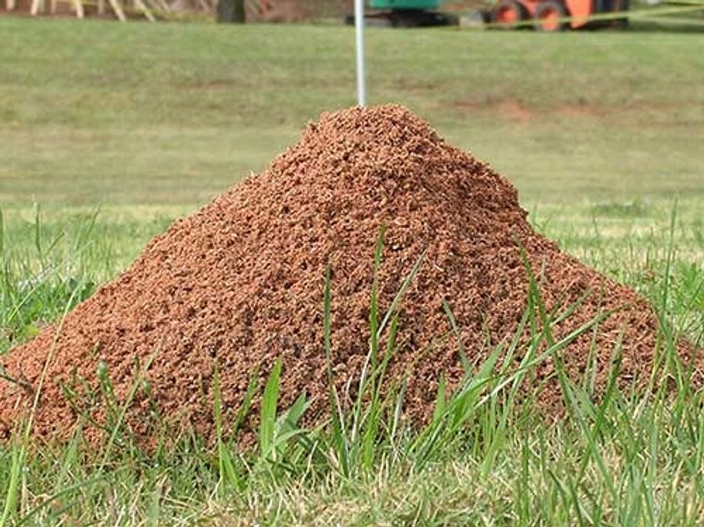 Fire Ant mounds