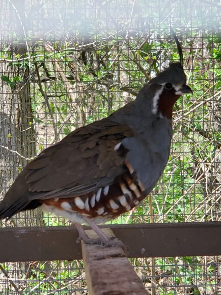 Mountain Quail Pair