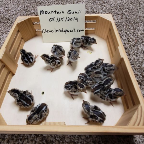 Mountain Quail Hatching eggs
