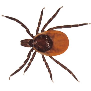 Tick, Ticks bites cause Lyme Disease and other Tick Born infections.