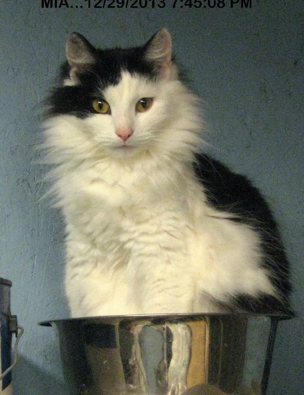 Black and White cat in a bowl