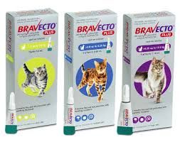 Bravecto 2024 plus nz