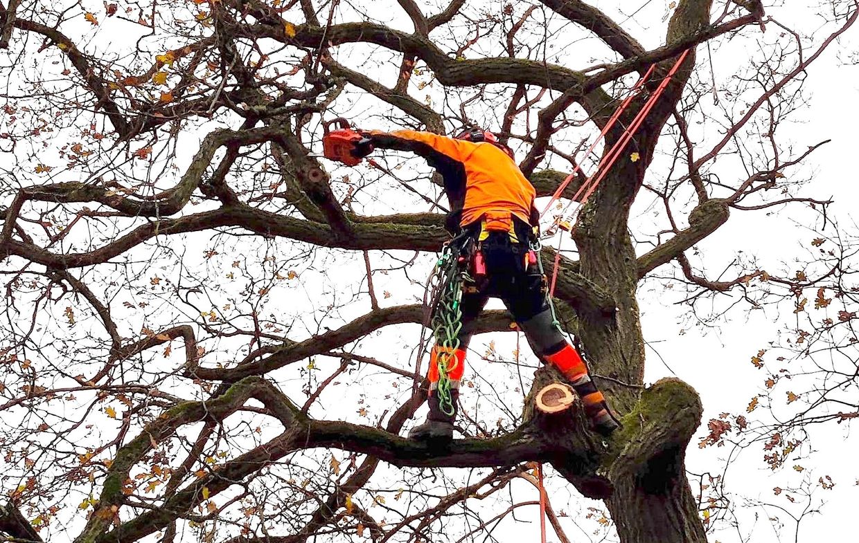Aerial Tree Pruning to reduce the area of the crown - Tree Services in Llandrindod Wells