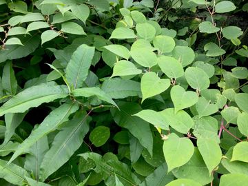 Fully NPTC Qualified to supply Giant, Bohemian, Japanese, and Himalayan Knotweed Treatment Plans