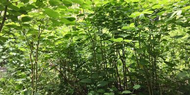 Giant Knotweed is an invasive, non-native plant Japanese Knotweed invasive plant species Llandrindod