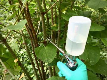 Japanese Knotweed Stem Injection Direct Targeting for Invasive Plant Species Weed Control Services  