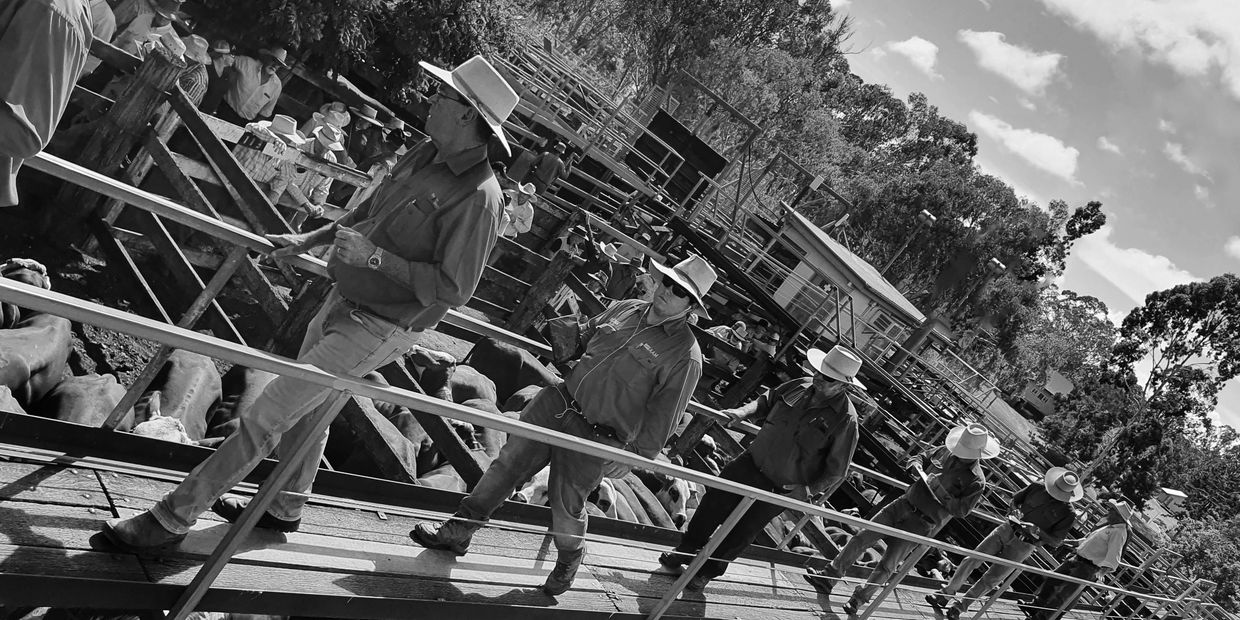 Murgon Saleyards
Cattle Sale 
Pratt Agencies
Livestock Agents