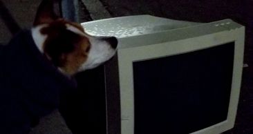 My dog, Kira, sniffing an old PC from the 90s