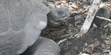  Visita galapaguera en estado seminatural.