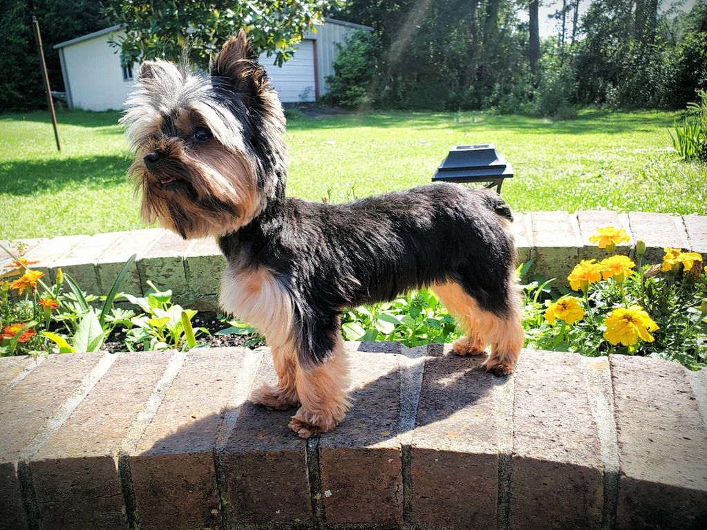 Yorkie puppy in Louisiana 