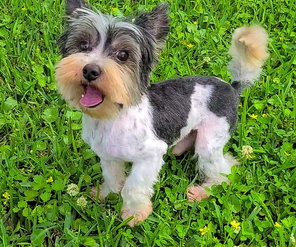 Yorkie puppy in Louisiana 