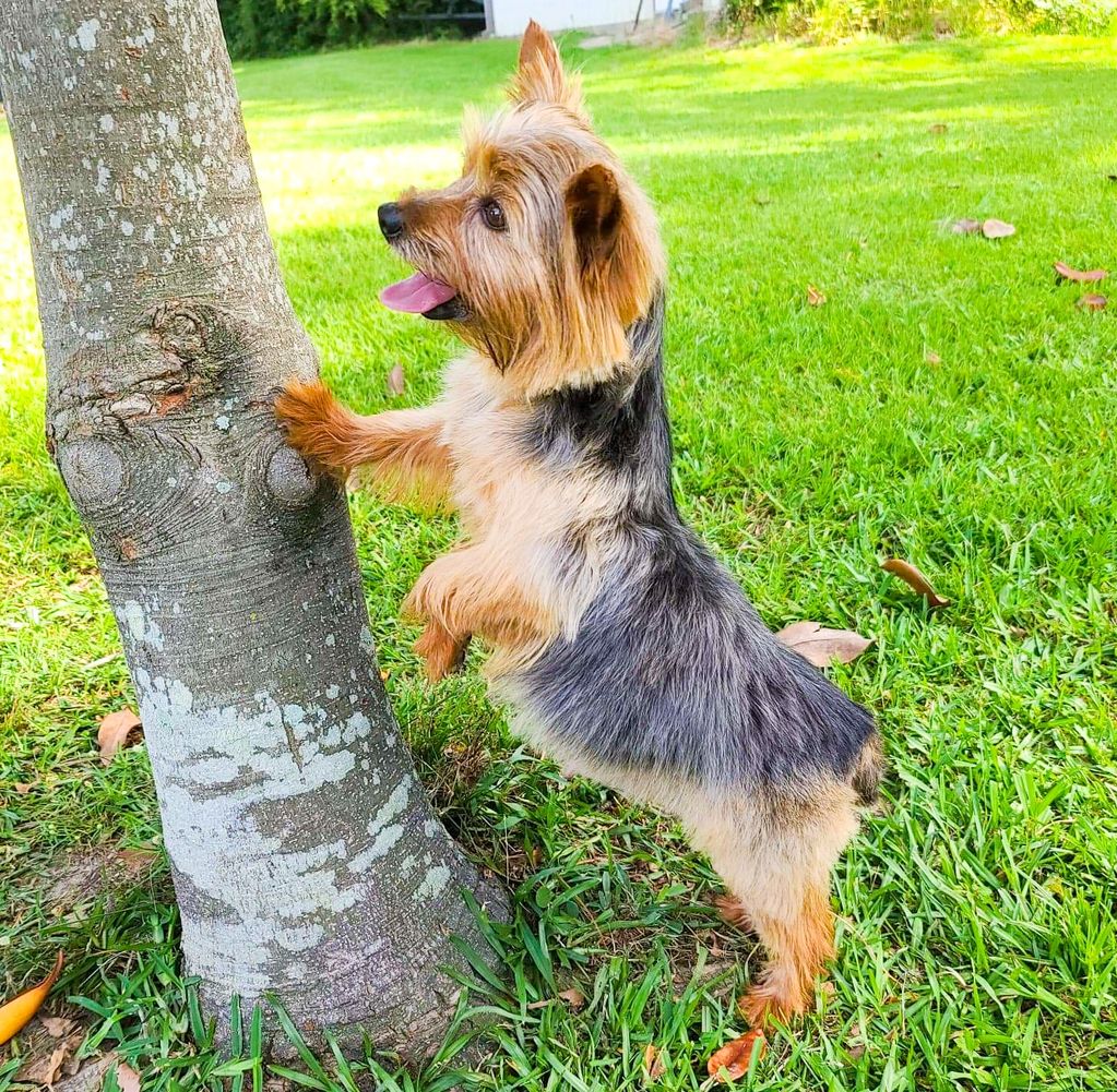 Yorkie puppies in Louisiana 