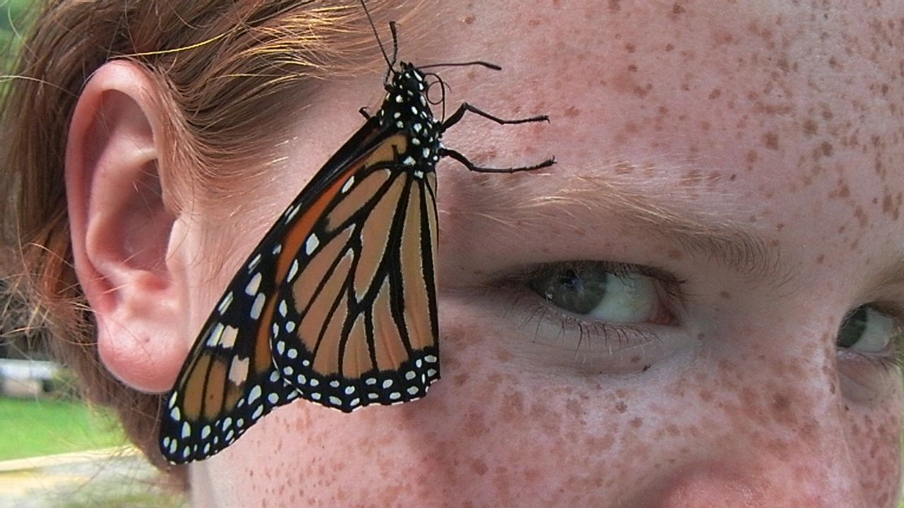 Monarch Festival