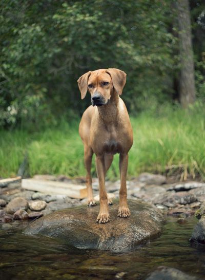 Ridgeback best sale puppy mix