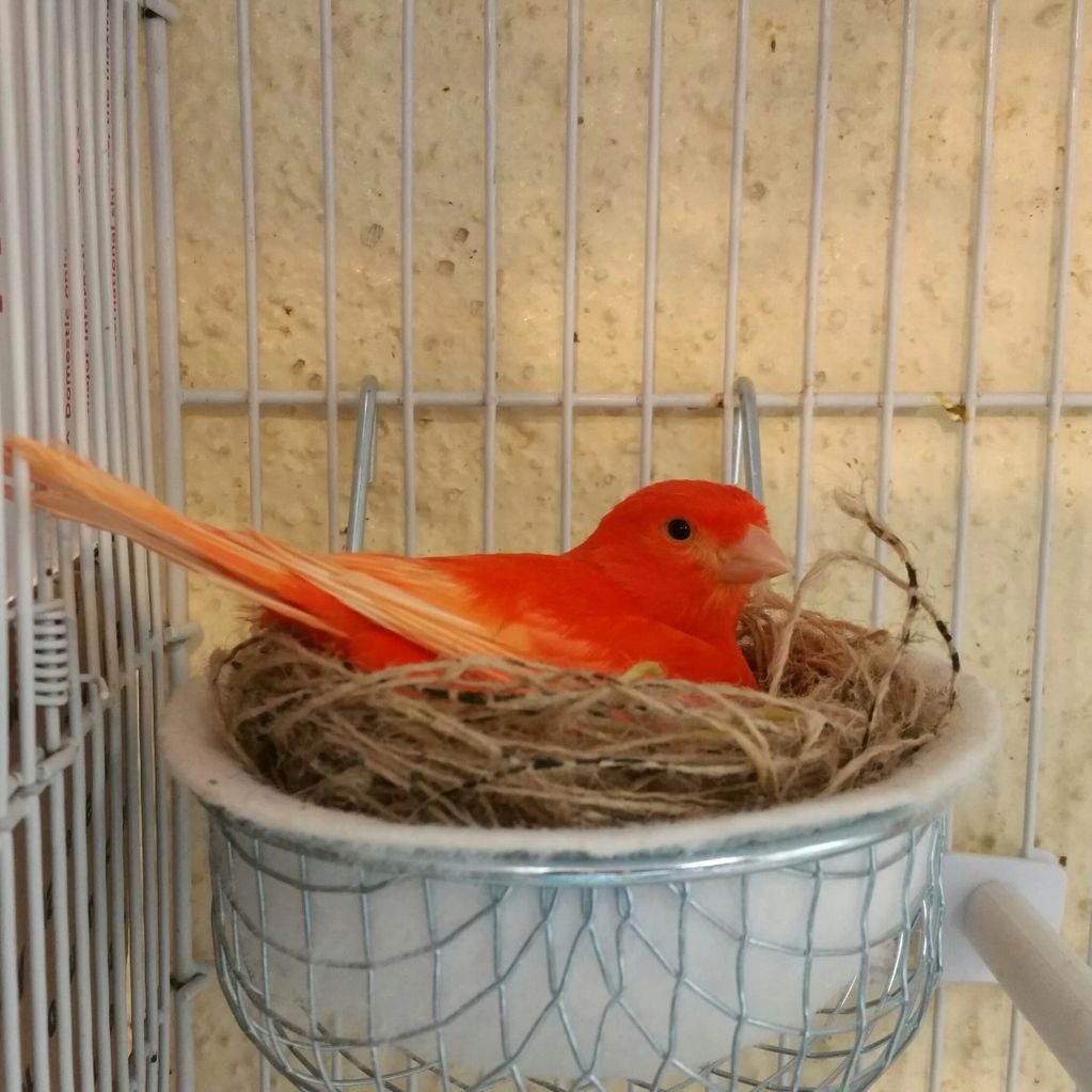 Best Canaries Champion Canary Breeder and Carophyll Distributor Red