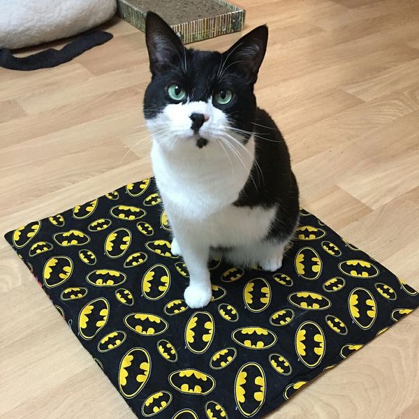 Organic Catnip Mat CUSTOM Large