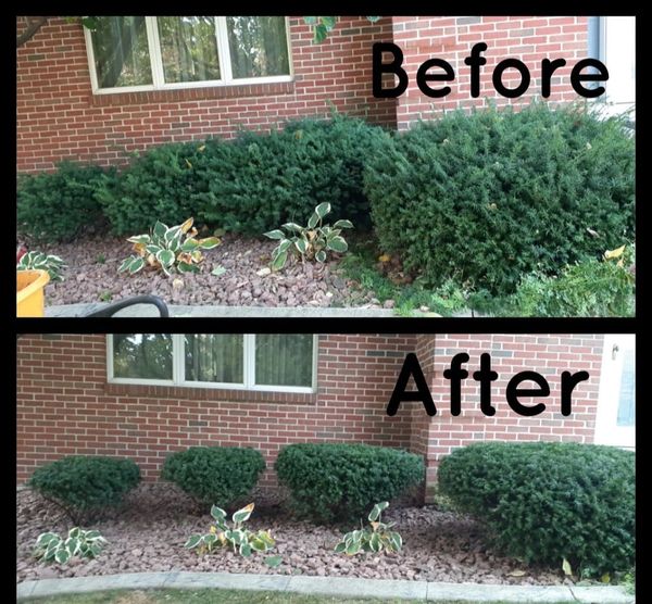 Before and after of shrub trimming!