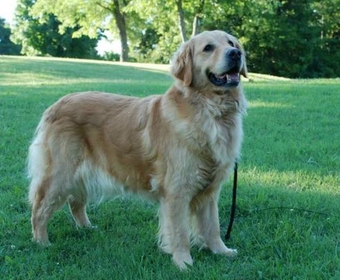 Golden Retriever Puppies Tn Goldenway Retrievers Goldenway Retrievers