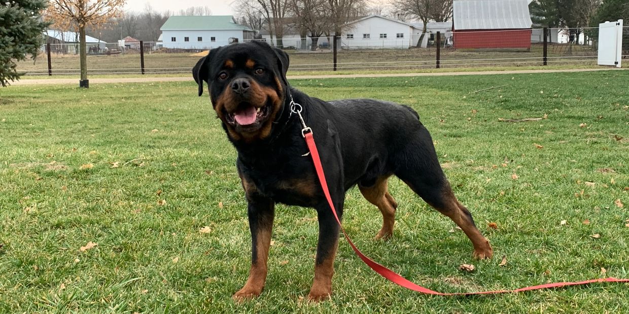 Chesterville Barns Puppies Puppys for Sale, Rottweiler