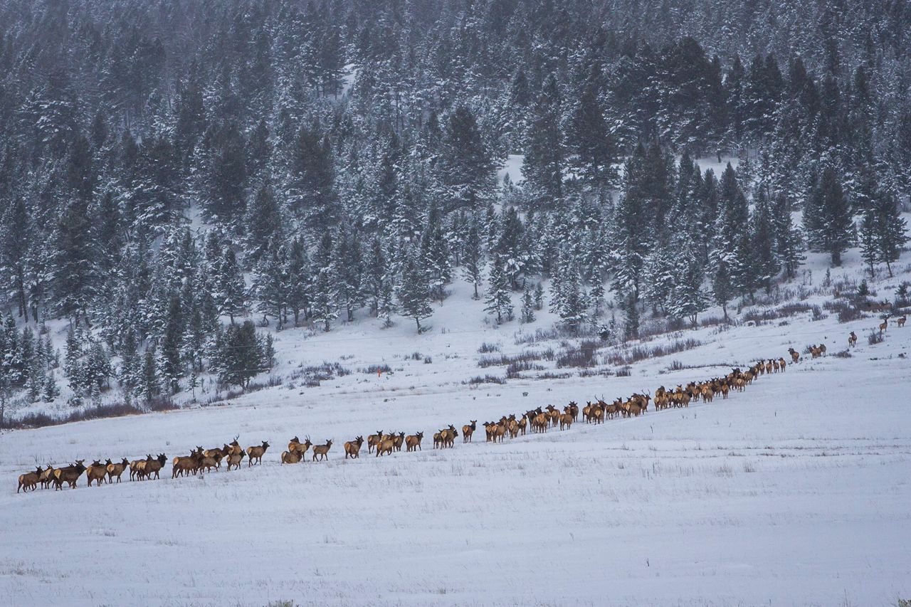 Migrating Elk.   Photo by Josh Metten