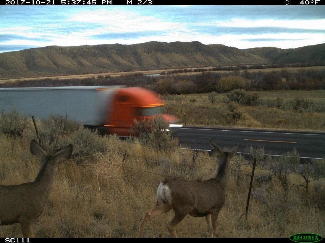 Migrating mule deer are met by a busy roadway in Idaho. Protection for these migration routes will help both deer and drivers. Matthew Pieron/Idaho Department of Fish and Game