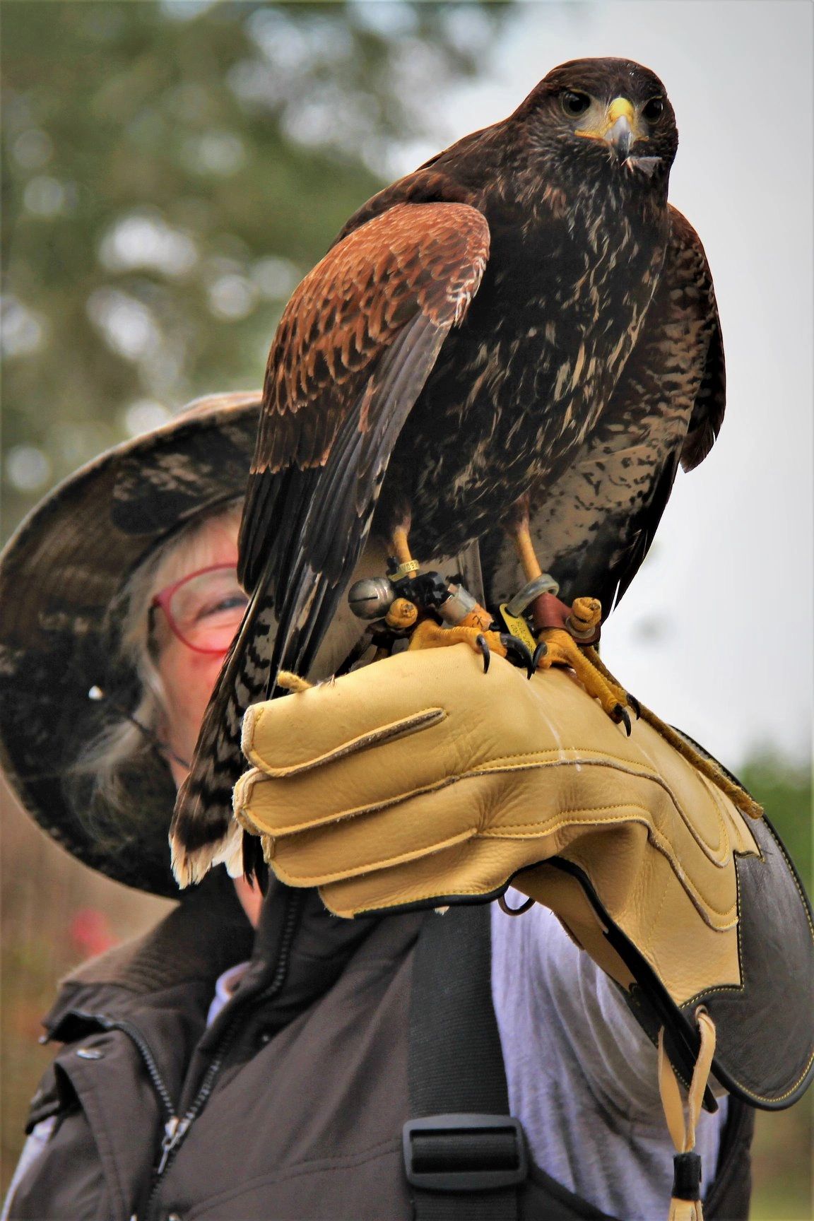 A guest with 'Copper' male Harris' hawk.  