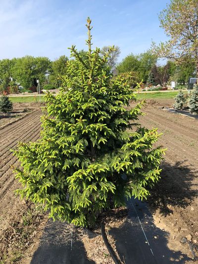 Black Hills Spruce Tree