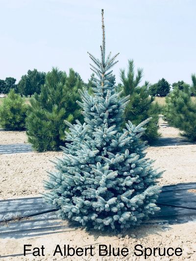 Fat Albert Blue Spruce