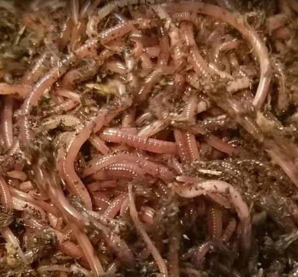 Composting Red Worms Worm Farm Starter 250 Red Wigglers Eisenia Fetida HomeGrownWorms Live Delivery Guaranteed Vermicomposting Garden Red Wrigglers