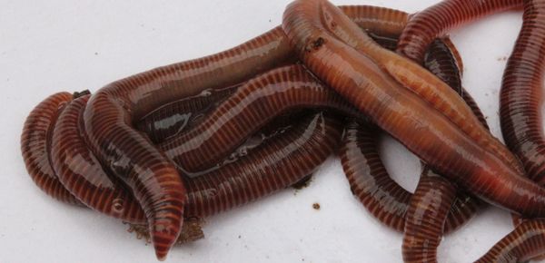 Composting Red Worms Worm Farm Starter 250 Red Wigglers Eisenia Fetida HomeGrownWorms Live Delivery Guaranteed Vermicomposting Garden Red Wrigglers