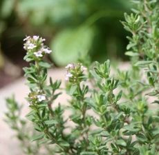 Marjoram (Sweet) Essential Oil