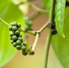 Black Pepper Essential Oil