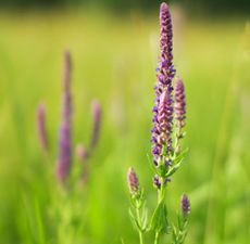 Clary Sage Essential Oil