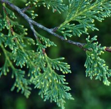 Cypress Essential Oil