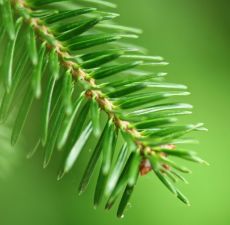 Fir Needle Essential Oil