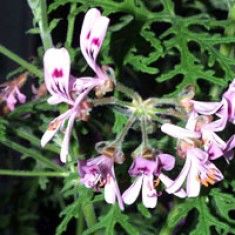 Geranium Essential Oil