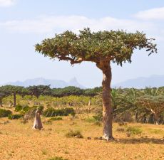 Myrrh Essential Oil