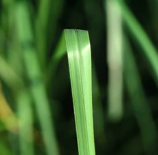 Vetiver Essential Oil