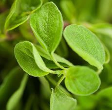 Oregano Essential Oil