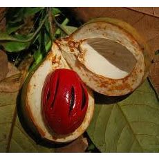 Nutmeg Essential Oil