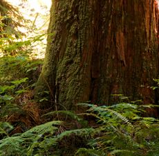 Cedarwood Essential Oil