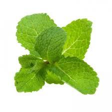 Spearmint Essential Oil