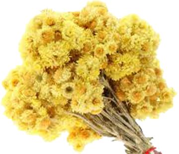 Helichrysum 5% Dilution in Pure Jojoba