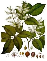 Copaiba Balsam Essential Oil