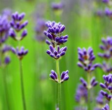 Lavender Essential Oil