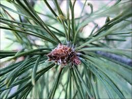 Pine Scotch Essential Oil