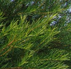 Tea Tree Essential Oil