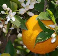 Orange Sweet Essential Oil