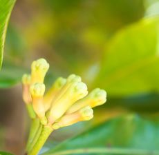 Clove Bud Essential Oil