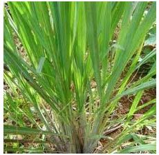 Ginger Grass Essential Oil